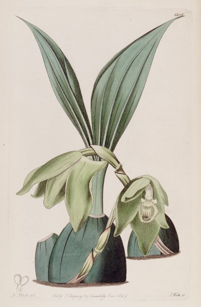 Illustratie van Ida ciliata (als syn. Maxillaria ciliata) door M. Hart